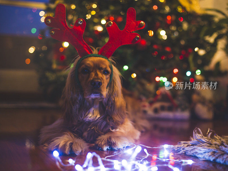 可卡犬在圣诞树前的夜晚