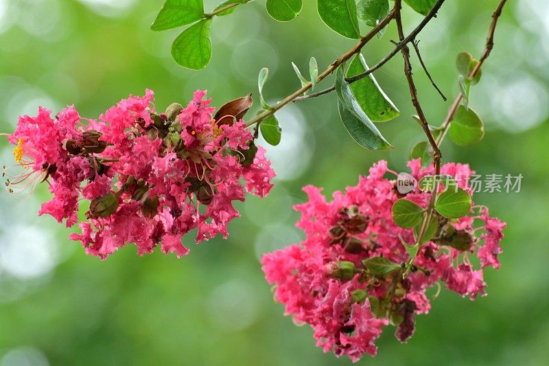 日本紫薇花