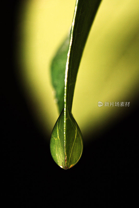 靠近绿叶顶端的雨滴(黑色和浅绿色的叶子背景)