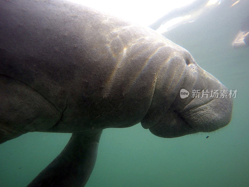 海牛游泳