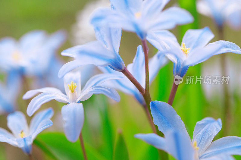 雪之荣耀，绿花锡拉，在早春开花