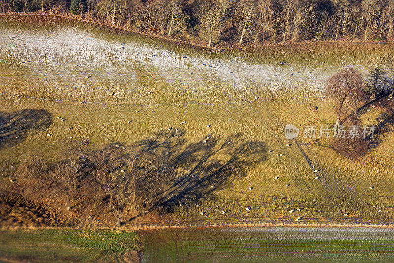 绵羊在高地放牧从鸟瞰图在冬天在英格兰爱丁堡