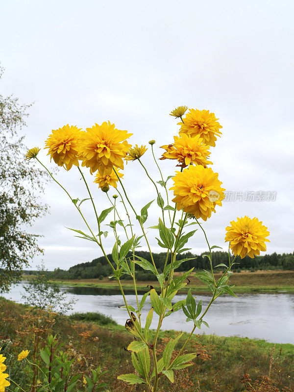 黄花在河岸上