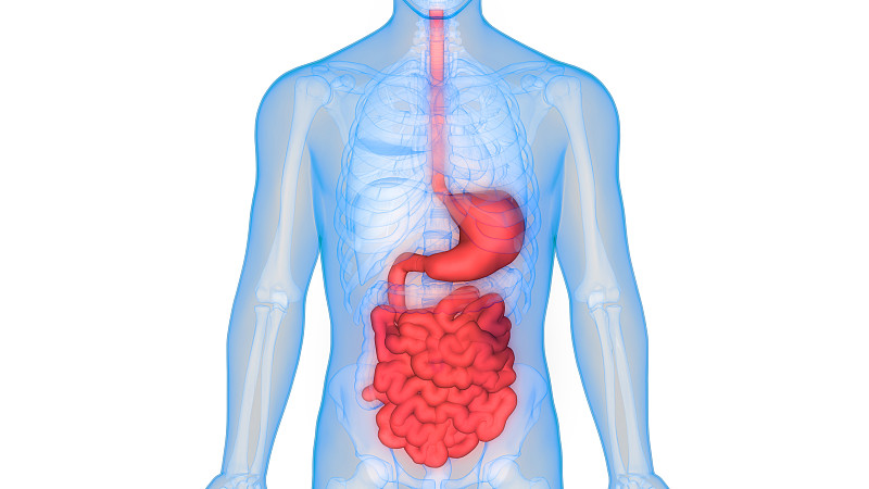 人体消化系统解剖学图片-正版图片素材下载(模板ID:GI0zIFGtp3YC1rg)-新