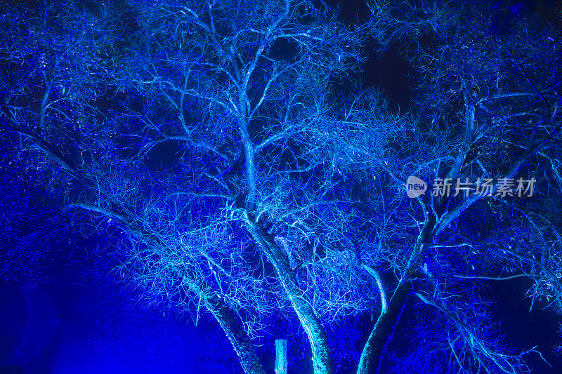 这棵树在黑暗中以蓝色突出。艺术装置