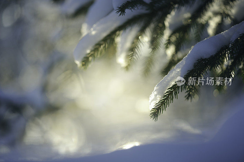 云杉的树枝上覆盖着雪