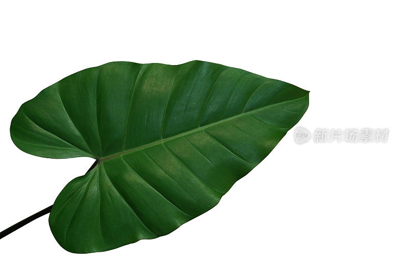 心形的philodendron绿色叶子，热带叶植物孤立在白色的背景，修剪路径包括。