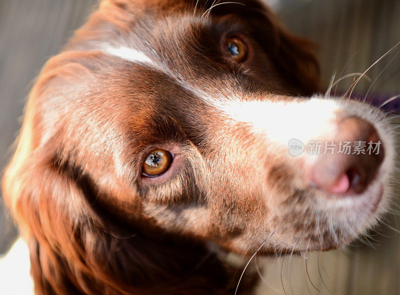 施普林格猎犬