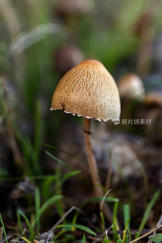 小蘑菇