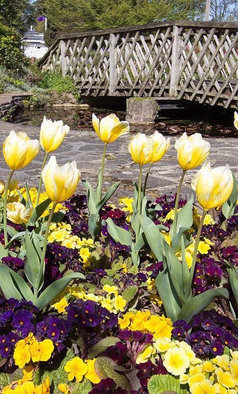 英国七橡树的郁金香
