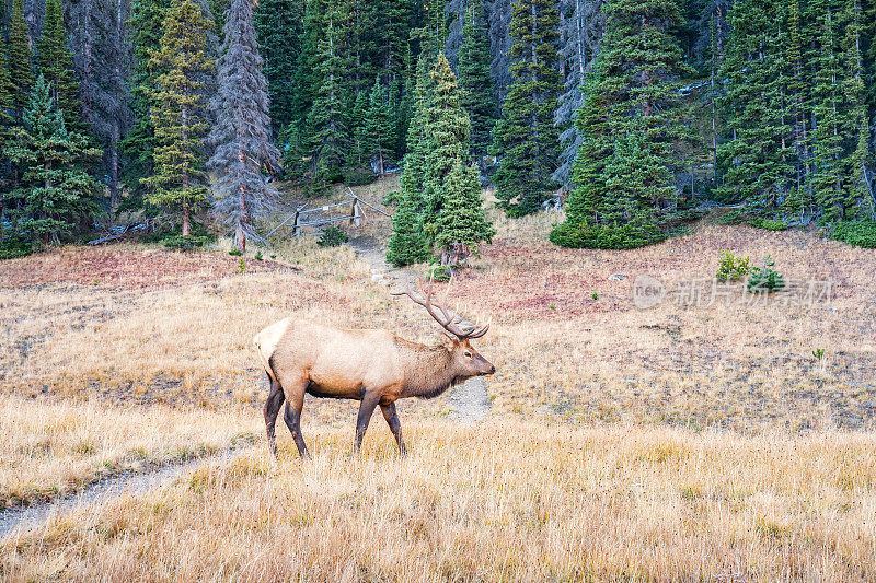 美国科罗拉多州落基山脉国家公园的麋鹿