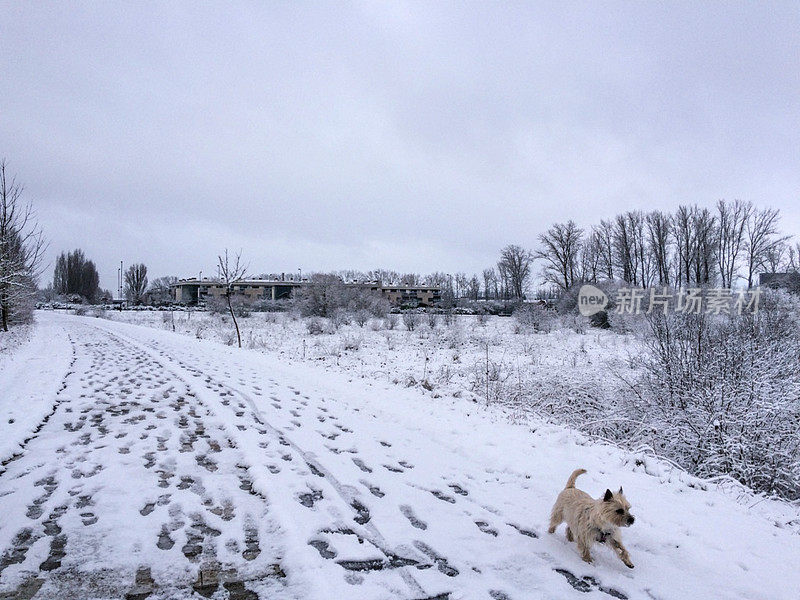 萨尔布鲁公园的雪。威托利亚-加斯泰兹。西班牙