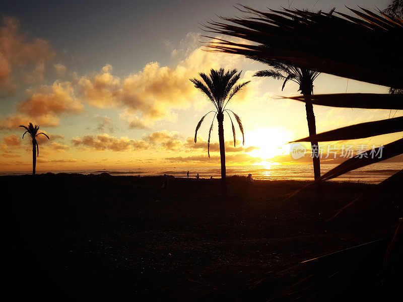 特内里费岛美洲海滩上的棕榈树日落