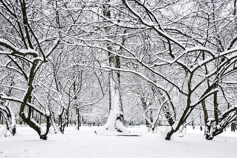 雪裹树，落叶林里的冬衣