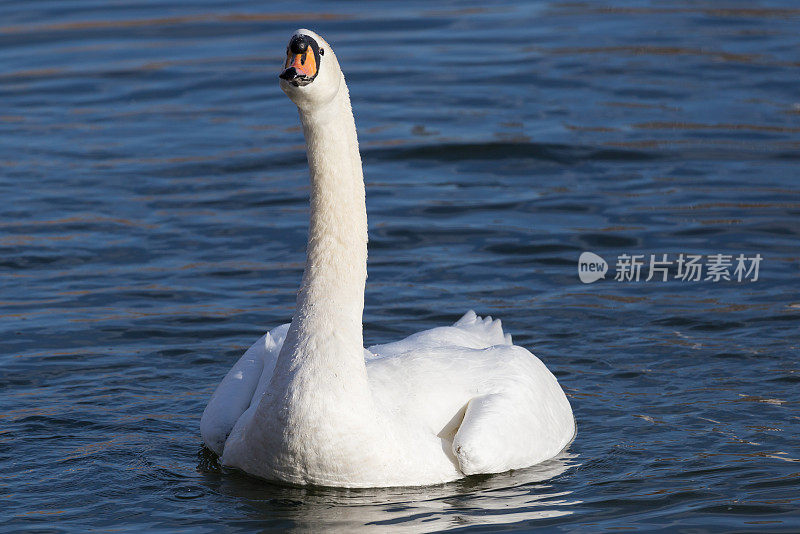 在摄政公园，一只沉默的白色天鹅优雅地游过一个宁静的湖