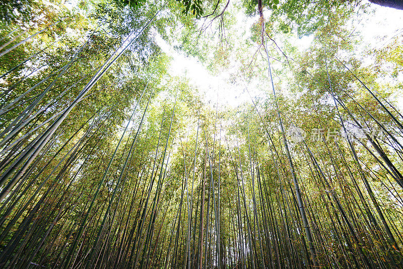 京都的竹林