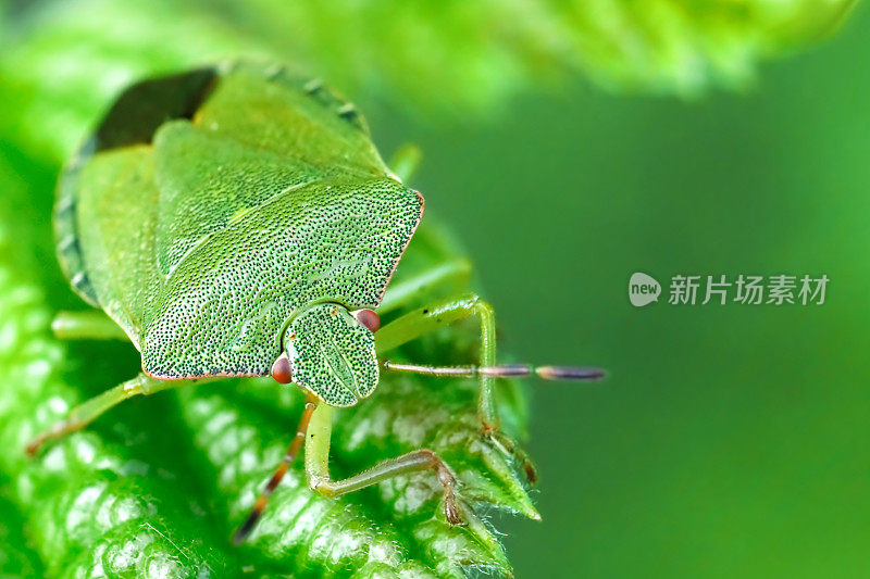 叶子上的绿盾虫