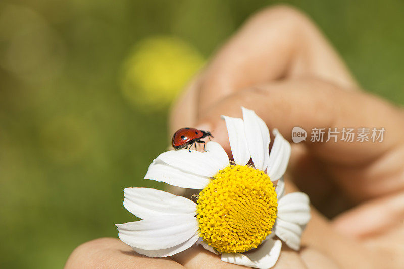 和瓢虫牵着雏菊