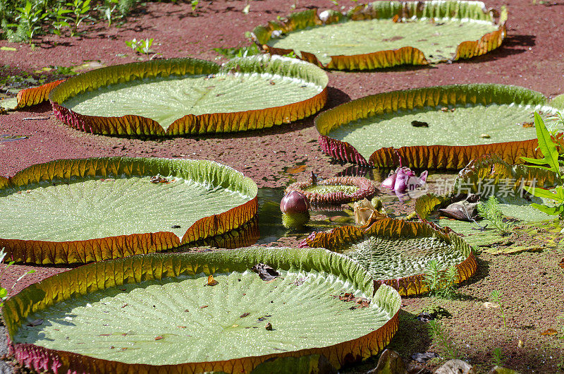 巨型睡莲，亚马逊维多利亚