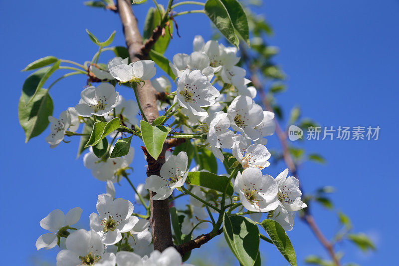 苹果树花。