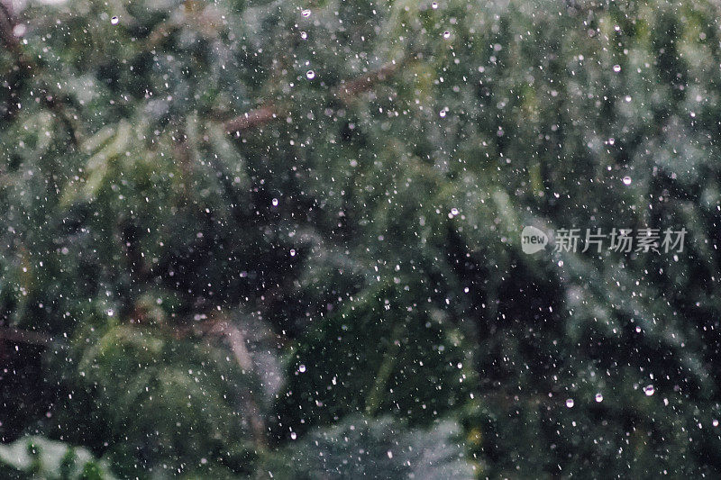 雨与热带丛林的背景