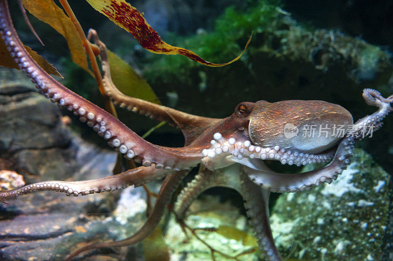 章鱼(八爪章鱼)，一种软体八爪软体动物，与乌贼、墨鱼和鹦鹉螺同属头足纲
