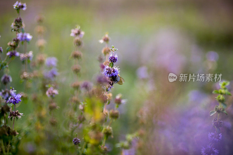 大黄蜂在薰衣草