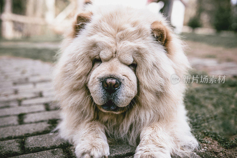 可爱的松狮犬躺在花园里的肖像