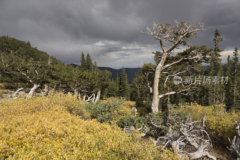 暴风狐尾松森林，戈利亚山自然区，埃文斯山荒野科罗拉多州落基山脉