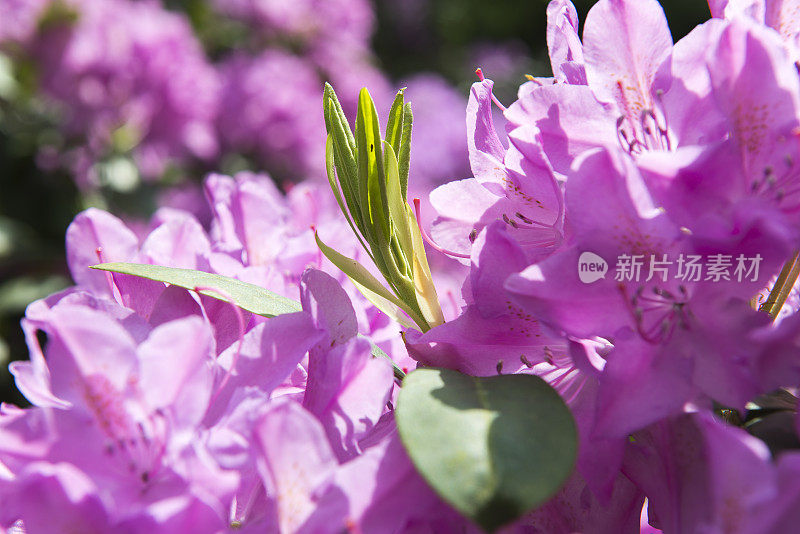 粉红色的杜鹃花的花