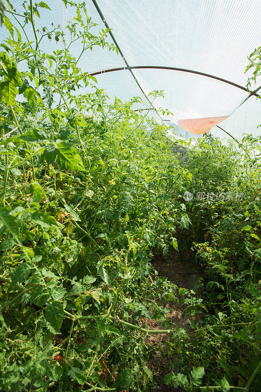温室樱桃番茄浇水系统栽培