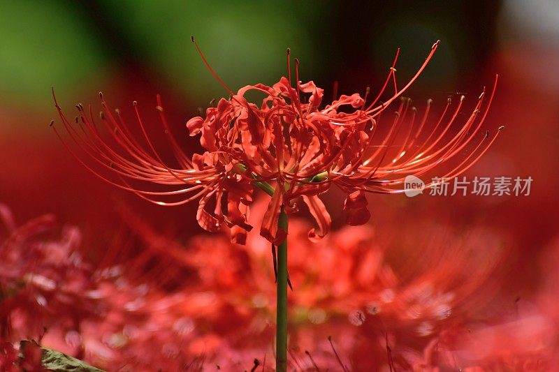 蜘蛛百合花，日高市，日本