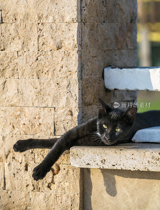 家养的流浪黑猫正躺在墙上