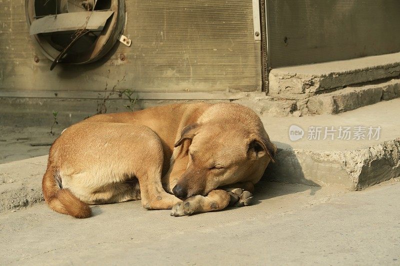 印度街头悲伤的流浪狗，无家可归的杂种狗在睡觉