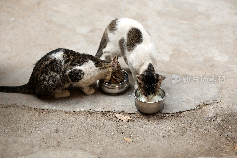 小猫喝牛奶