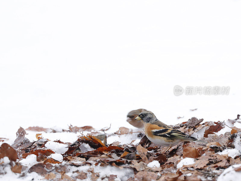 冬天的黑莓(野莓)