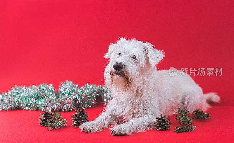 雪纳瑞犬圣诞节