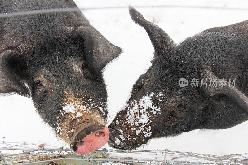 两只黑猪在雪白的猪圈里