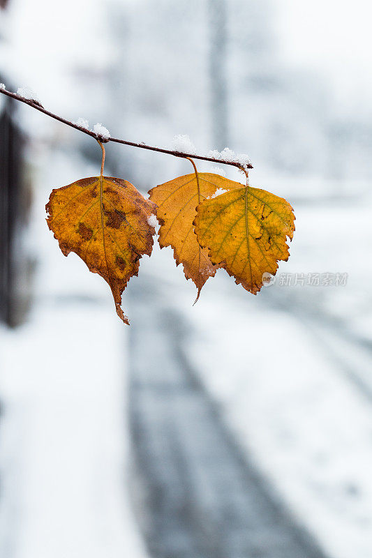 冰冻的冬天的树叶在雪中