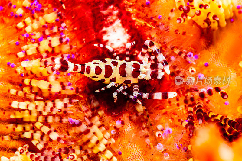 印度尼西亚科莫多国家公园变火海胆上的科尔曼海虾