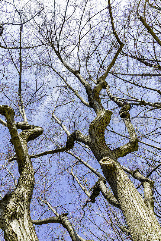 纹理背景的树木在冬天的时间
