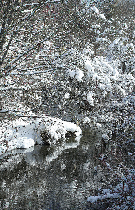 加拿大不列颠哥伦比亚省Nicomekl河岸上的雪