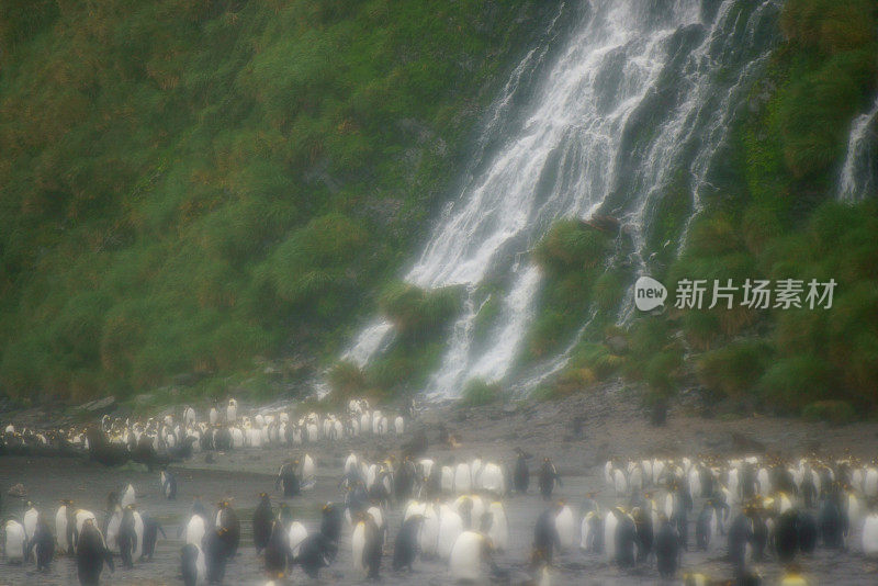 国王企鹅在沙滩上散步