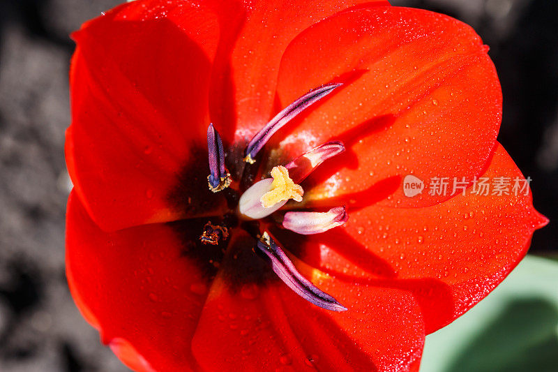 一个开放的红色郁金香与花瓣在明亮的阳光下发光的特写。俯视图，百花齐放的大自然之美