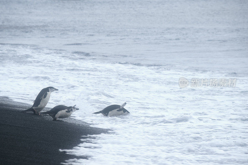 野生帽带企鹅站在南极海岸的特写