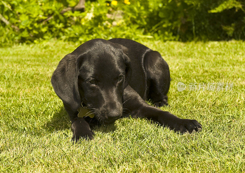 一只年轻的黑色拉布拉多小狗躺在草地上看着镜头。