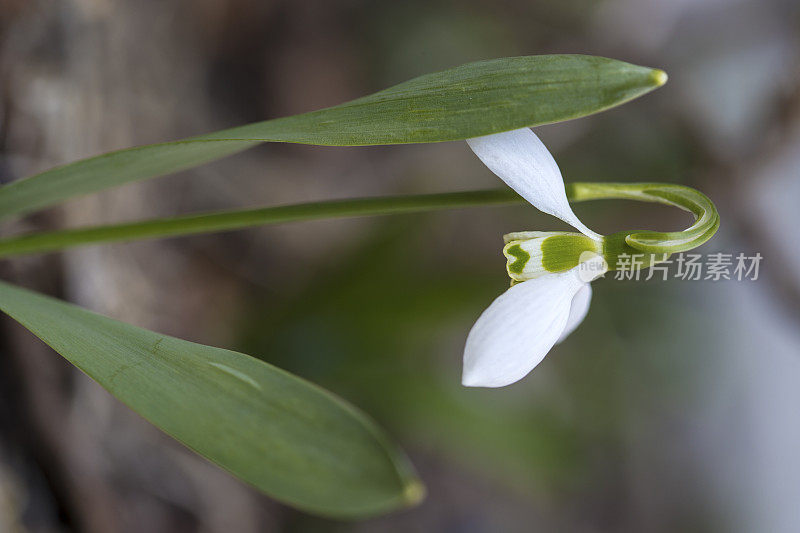 雪花莲(雪花属)特写。