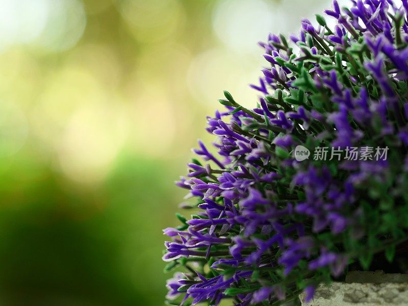 塑料花是一种美丽的装饰