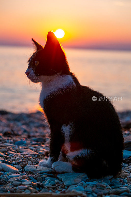 日落时分，黑白相间的小猫坐在海滩上