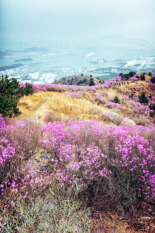 春天杜鹃山